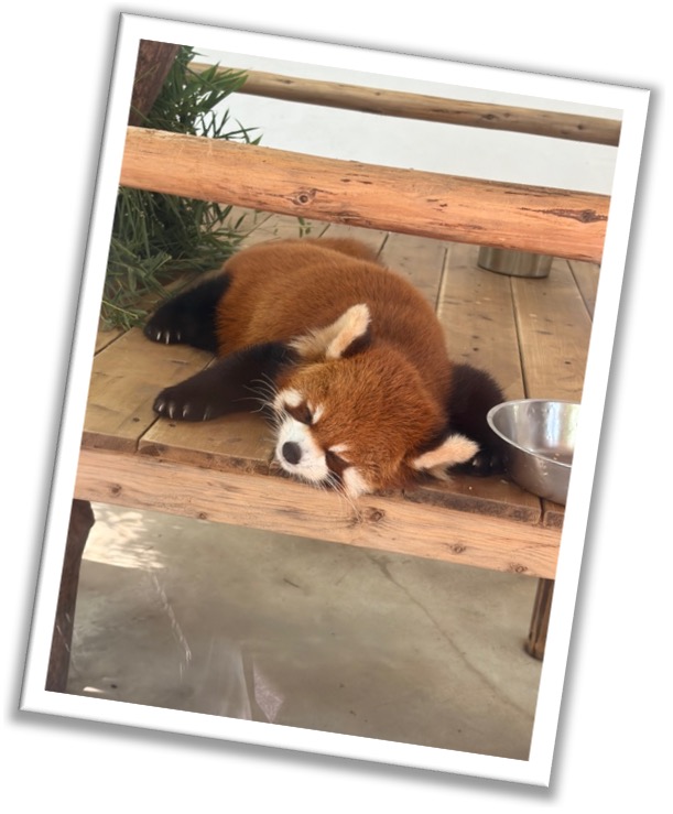 2026072606小動物